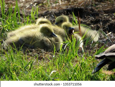    Springtime Closeup Of A Fuzzy Little Group Of Sleepy Goslings Cuddled Together Yawning In A Warm Grassy Patch.                            