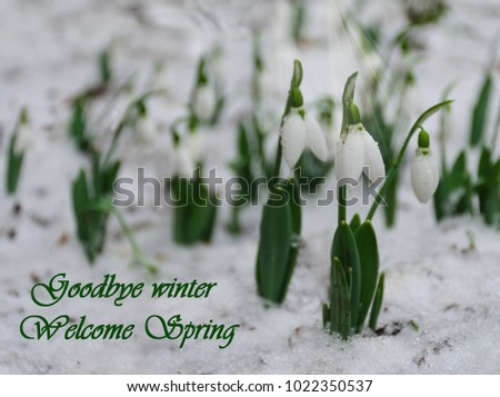 Similar – Image, Stock Photo winter goodbye Winter