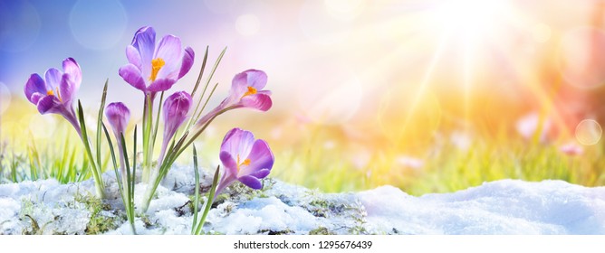 Springtime - Crocus Flower Growth In The Snow With Sunbeam