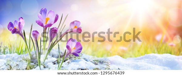 Springtime - Crocus Flower Growth In The Snow\
With Sunbeam