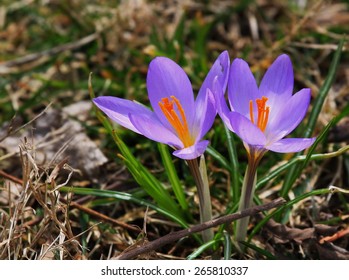 Springtime Crocus Wildflowers