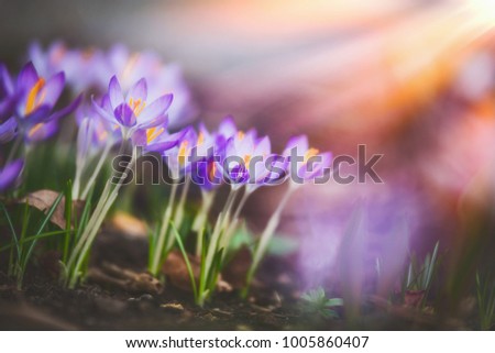 Similar – Image, Stock Photo Crocus in yellow beaming with the sun