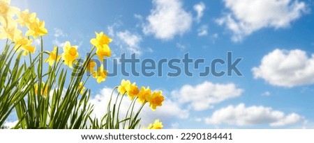 Springtime Daffodils flower background against a blue sky with copy space