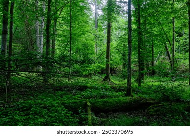 Springtime deciduous primeval stand with old trees  in background, Bialowieza Forest, Poland, Europe