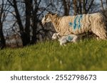 Springtime ewe and lambs in meadow