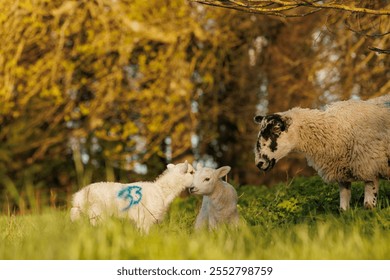 Springtime ewe and lambs in meadow