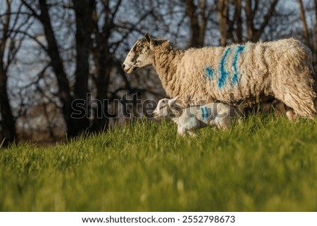 Springtime ewe and lambs in meadow