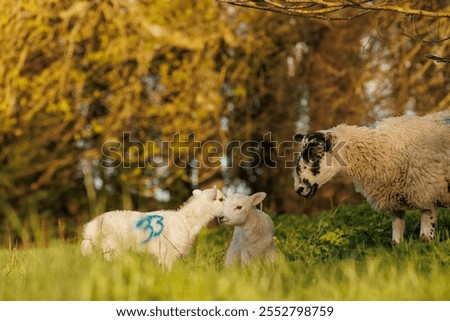 Springtime ewe and lambs in meadow
