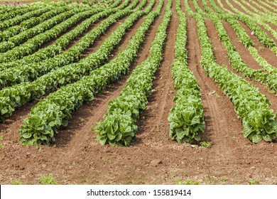 Springtime Farm Field Of Romaine Lettuce In Rural Prince Edward Island, Canada.