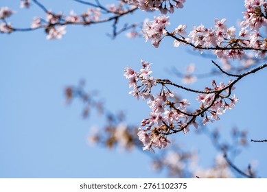 Springtime fields and mountains: Close-up of blue sky and white cherry blossoms. 46