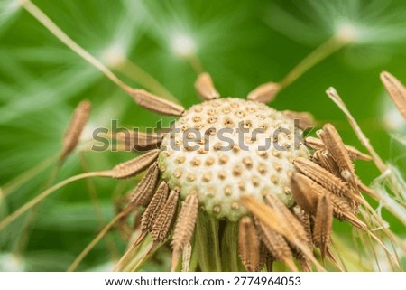 Springtime fields and mountains: Macro photography of dandelion receptacles and remaining seeds 02