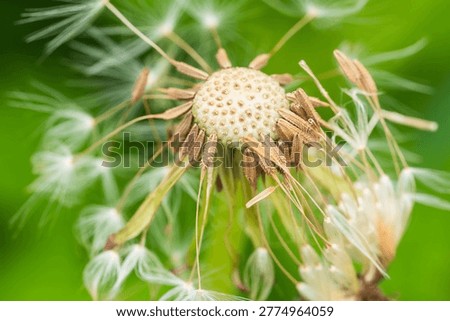 Springtime fields and mountains: Macro photography of dandelion receptacles and remaining seeds 01