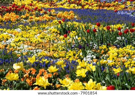 A Springtime floral display