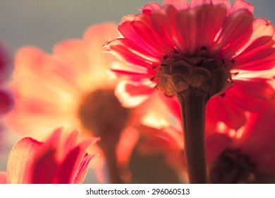 Springtime Flowers