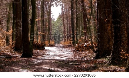 Springtime, forest awakens again after the winter break. The spring sun breaks through the trees on the path in forest. Nature concept.