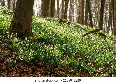 Springtime forest scene with blooming spring snowflake (Leucojum vernum) covering the forest floor, Schneegrund, Süntel, Weserbergland, Germany
