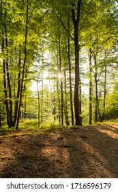 Springtime forest with setting sun shining through. Nature, forestry, habitat, environment and sustainability concepts