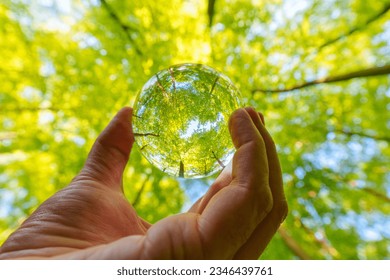 Springtime forest with setting sun shining through leaves and branches. Nature, forestry, habitat, environment and sustainability concepts