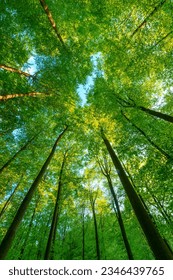 Springtime forest with setting sun shining through leaves and branches. Nature, forestry, habitat, environment and sustainability concepts