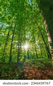 Springtime forest with setting sun shining through leaves and branches. Nature, forestry, habitat, environment and sustainability concepts