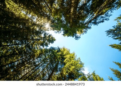 Springtime forest with setting sun shining through leaves and branches. Nature, forestry,habitat, environment and sustainability concepts, Birch Tree