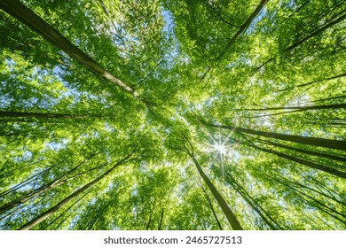 Springtime forest with setting sun shining through leaves and branches. Nature, forestry, habitat, environment and sustainability concepts - Powered by Shutterstock