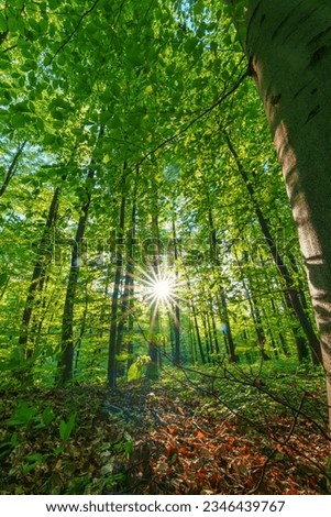 Springtime forest with setting sun shining through leaves and branches. Nature, forestry, habitat, environment and sustainability concepts