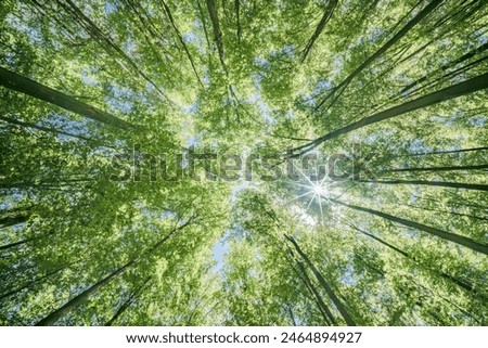 Springtime forest with setting sun shining through leaves and branches. Nature, forestry, habitat, environment and sustainability concepts