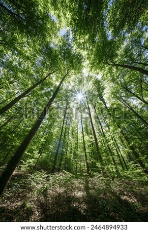 Springtime forest with setting sun shining through leaves and branches. Nature, forestry, habitat, environment and sustainability concepts