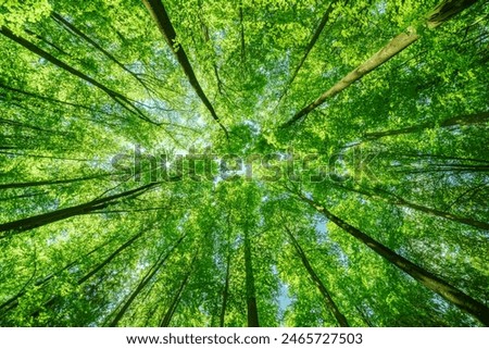 Springtime forest with setting sun shining through leaves and branches. Nature, forestry, habitat, environment and sustainability concepts