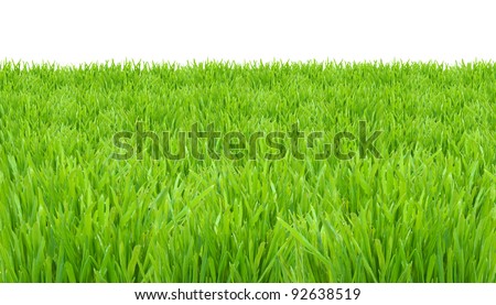 Springtime, fresh green grass lawn isolated on white background
