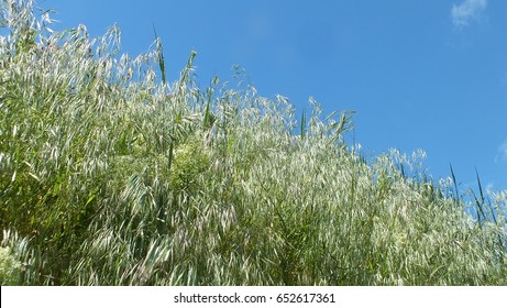Springtime. Grass & sky