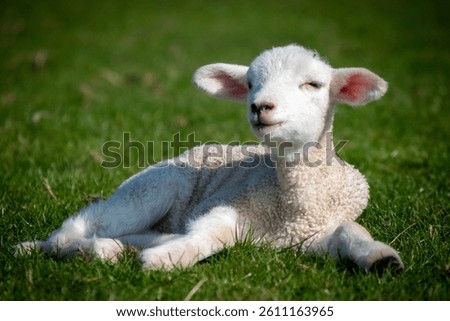 Springtime lambs in a field 