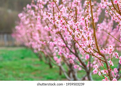 Springtime Landscape With Peach Tree Orchards In The Countryside, Georgia