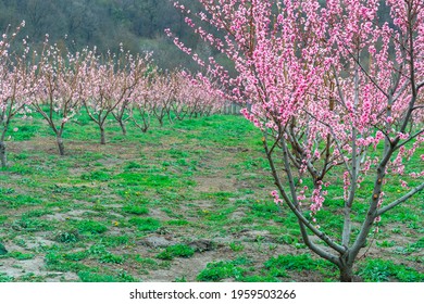 Springtime Landscape With Peach Tree Orchards In The Countryside, Georgia