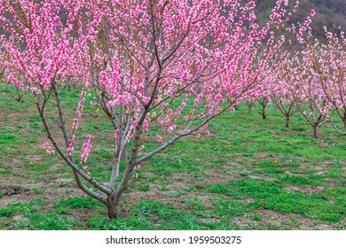 Springtime Landscape With Peach Tree Orchards In The Countryside, Georgia