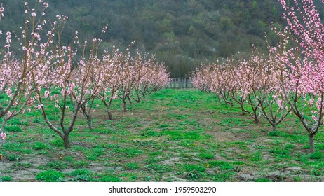 436 Georgia Peach Tree Images, Stock Photos & Vectors | Shutterstock