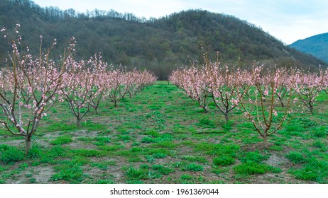 Springtime Landscape With Peach Tree Orchards In The Countryside, Georgia