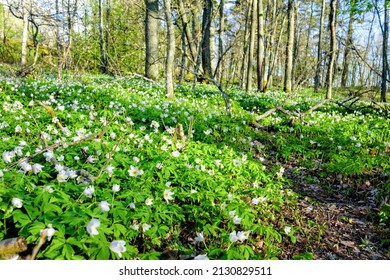 Springtime is the moment for wild wood anemones (windflower, thimbleweed, smell fox). Turku, Finland.