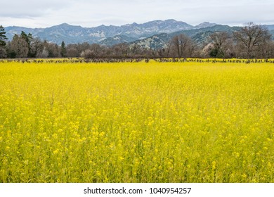 Springtime In The Napa Valley, California, Wine Country