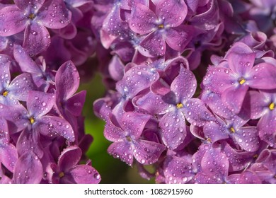 springtime on the branches of a blossoming pink lilac in the park. spring flowering. shallow depth of field. pink lilac in drops of dew. floral background - Powered by Shutterstock