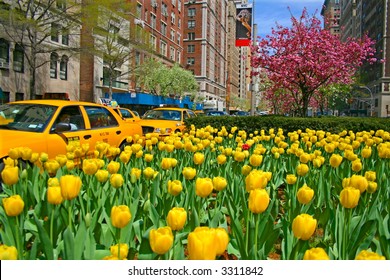 Springtime On Park Avenue