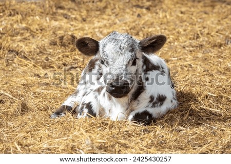 Springtime rural scene of a black and white spotted Speckle Park baby calf lying curled up on yellow straw.