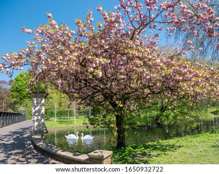 Springtime scenery outdoors in Regents park with pink bloosom cherry tree along the river in a sunny day in London