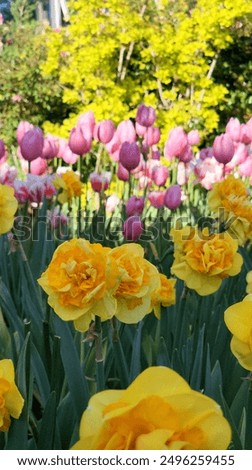 Springtime Splendor: The freshness of spring is palpable