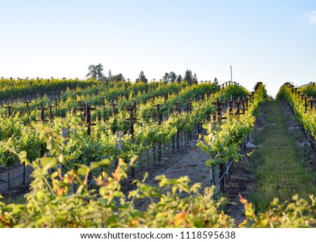 The springtime sun slowly sets over a wine vineyard in the Russian River 
Valley region of Sonoma County in Northern California. 