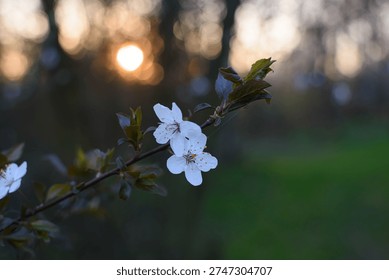 Springtime sunset behind two tree flowers