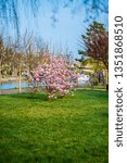 Springtime in Timisoara, Romania