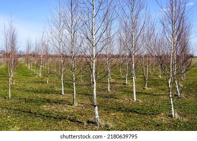 Springtime View Grove Young Birch Trees Stock Photo 2180639795 ...