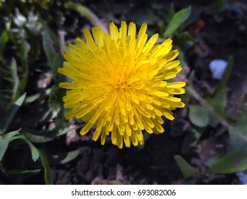 Springtime Wild Dandelion Flower Blooming Time Lapse.